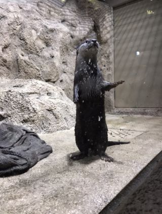 「タピオカ」さんからの投稿写真＠DMMかりゆし水族館