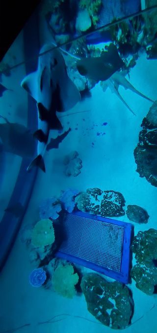 「釣遊海」さんからの投稿写真＠DMMかりゆし水族館