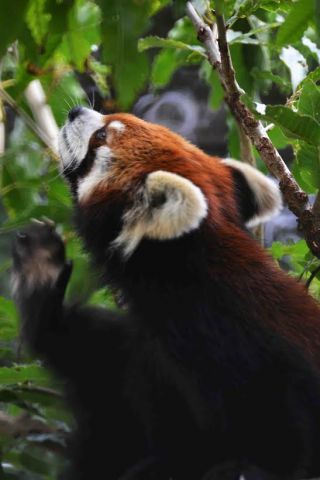 「写楽」さんからの投稿写真＠横浜市立野毛山動物園