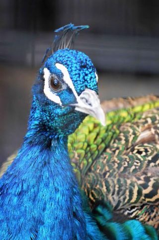 「写ガール」さんからの投稿写真＠横浜市立野毛山動物園