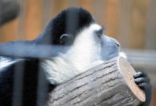 「写ガール」さんからの投稿写真＠横浜市立野毛山動物園