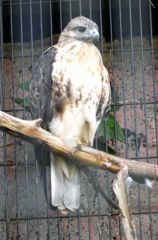 「写ガール」さんからの投稿写真＠横浜市立野毛山動物園