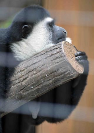 「写楽」さんからの投稿写真＠横浜市立野毛山動物園