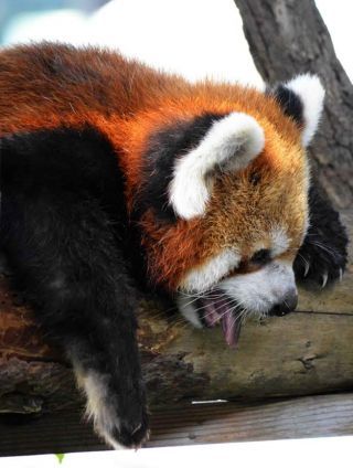 「写ガール」さんからの投稿写真＠横浜市立野毛山動物園