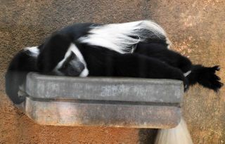 「写楽」さんからの投稿写真＠横浜市立野毛山動物園