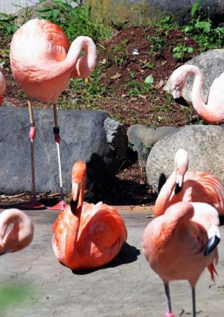 「写ガール」さんからの投稿写真＠横浜市立野毛山動物園