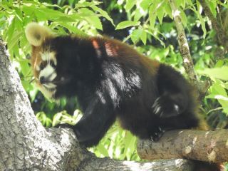 「お猿の駕籠屋」さんからの投稿写真＠横浜市立野毛山動物園