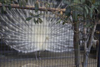 「お猿の駕籠屋」さんからの投稿写真＠横浜市立野毛山動物園