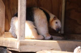 「お猿の駕籠屋」さんからの投稿写真＠横浜市立野毛山動物園