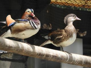 「お猿の駕籠屋」さんからの投稿写真＠横浜市立野毛山動物園