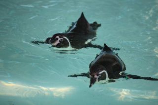 「父母返銀」さんからの投稿写真＠横浜市立野毛山動物園