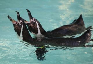 「父母返銀」さんからの投稿写真＠横浜市立野毛山動物園