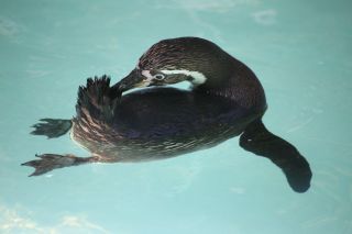 「父母返銀」さんからの投稿写真＠横浜市立野毛山動物園