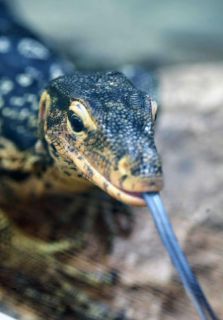 「写楽」さんからの投稿写真＠横浜市立野毛山動物園