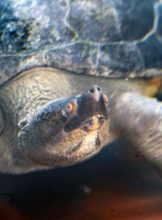 「写楽」さんからの投稿写真＠横浜市立野毛山動物園