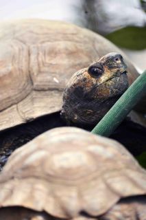 「写楽」さんからの投稿写真＠横浜市立野毛山動物園