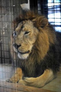 「写ガール」さんからの投稿写真＠横浜市立野毛山動物園