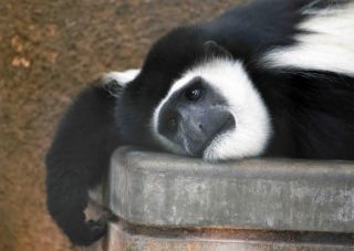 「写楽」さんからの投稿写真＠横浜市立野毛山動物園