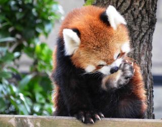 「写ガール」さんからの投稿写真＠横浜市立野毛山動物園