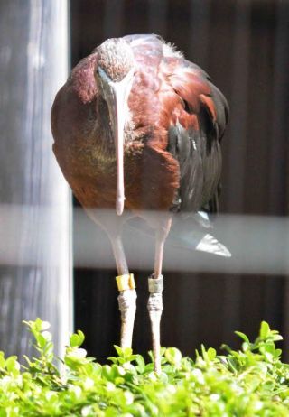 「写ガ〜ル」さんからの投稿写真＠横浜市立野毛山動物園