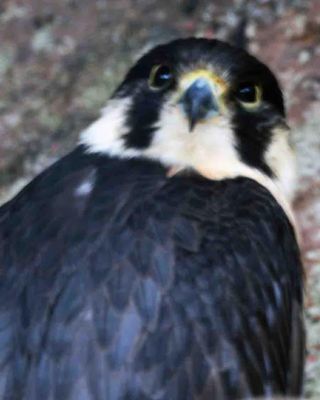 「写楽」さんからの投稿写真＠横浜市立野毛山動物園