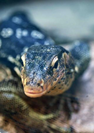 「写楽」さんからの投稿写真＠横浜市立野毛山動物園