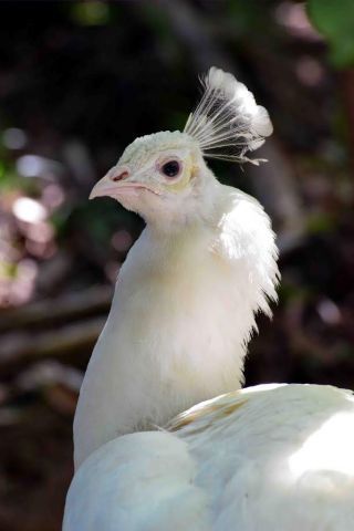 「写楽」さんからの投稿写真＠横浜市立野毛山動物園