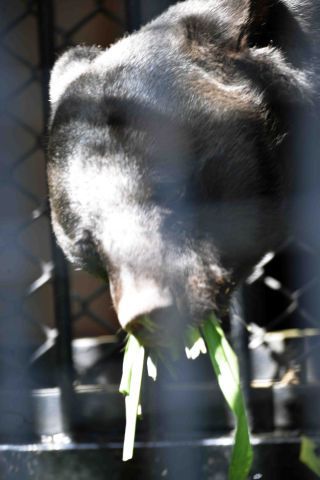 「写楽」さんからの投稿写真＠横浜市立野毛山動物園