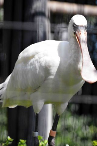 「写ガール」さんからの投稿写真＠横浜市立野毛山動物園