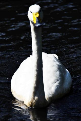 「写楽」さんからの投稿写真＠横浜市立野毛山動物園