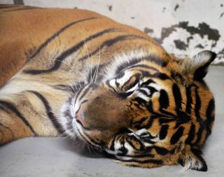 「写ガール」さんからの投稿写真＠横浜市立野毛山動物園