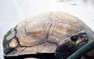 「写ガール」さんからの投稿写真＠横浜市立野毛山動物園