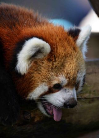 「写楽」さんからの投稿写真＠横浜市立野毛山動物園