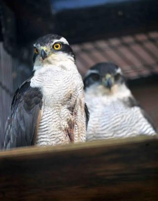 「写楽」さんからの投稿写真＠横浜市立野毛山動物園