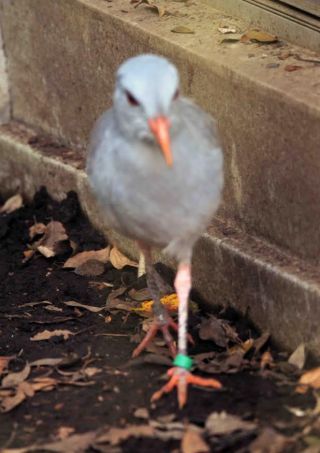 「写楽」さんからの投稿写真＠横浜市立野毛山動物園