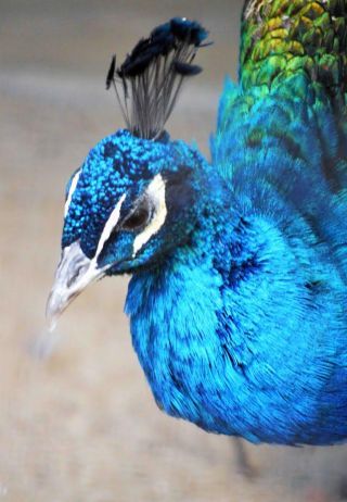 「写ガール」さんからの投稿写真＠横浜市立野毛山動物園