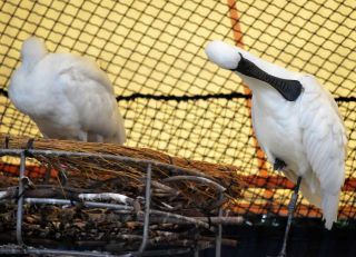 「写ガール」さんからの投稿写真＠横浜市立野毛山動物園