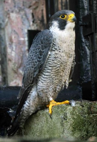 「写楽」さんからの投稿写真＠横浜市立野毛山動物園