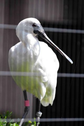 「写ガール」さんからの投稿写真＠横浜市立野毛山動物園