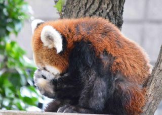 「写ガール」さんからの投稿写真＠横浜市立野毛山動物園