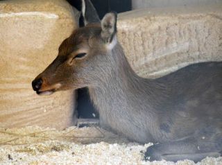 「写楽」さんからの投稿写真＠横浜市立野毛山動物園