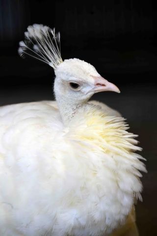 「写楽」さんからの投稿写真＠横浜市立野毛山動物園