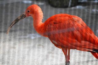 「写ガール」さんからの投稿写真＠横浜市立野毛山動物園