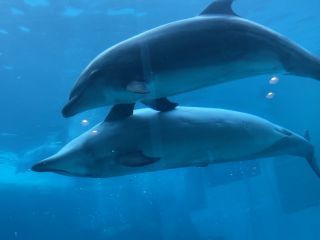 「zerolyst」さんからの投稿写真＠名古屋港水族館