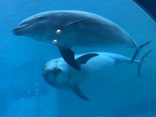 「zerolyst」さんからの投稿写真＠名古屋港水族館