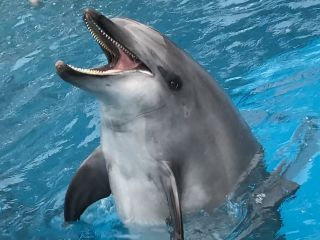 「zerolyst」さんからの投稿写真＠名古屋港水族館