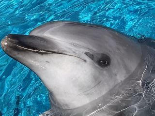 「zerolyst」さんからの投稿写真＠名古屋港水族館