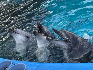 「zerolyst」さんからの投稿写真＠名古屋港水族館