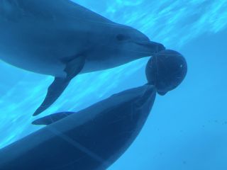 「zerolyst」さんからの投稿写真＠名古屋港水族館