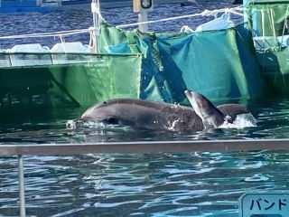 「zerolyst」さんからの投稿写真＠名古屋港水族館